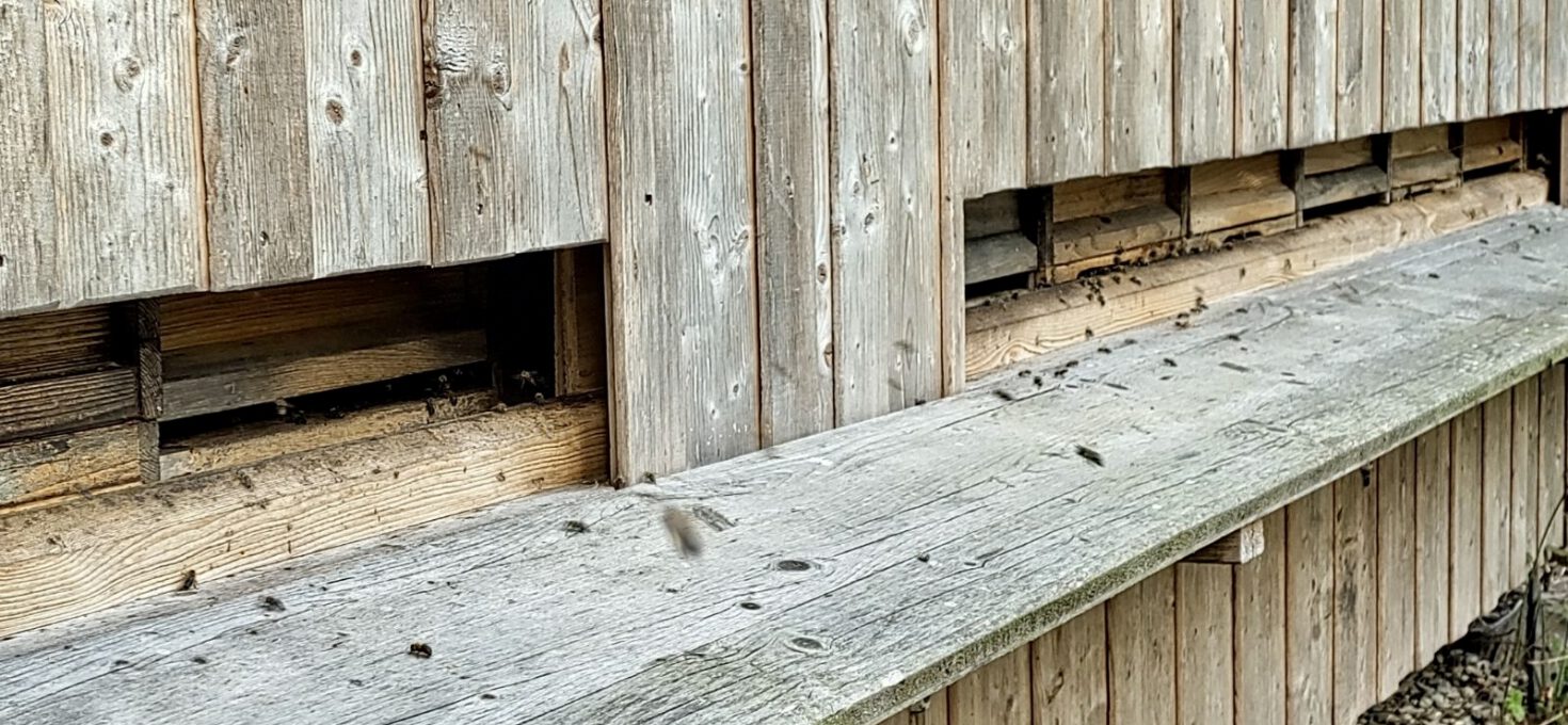 Zweite Durchsicht bei Volk 7 – Ruhige Entwicklung mit Luft nach oben