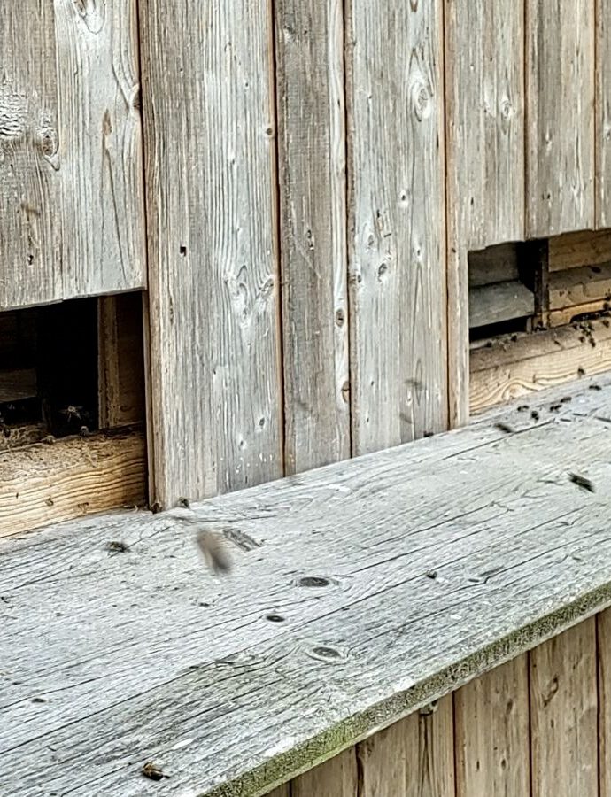 Zweite Durchsicht bei Volk 7 – Ruhige Entwicklung mit Luft nach oben