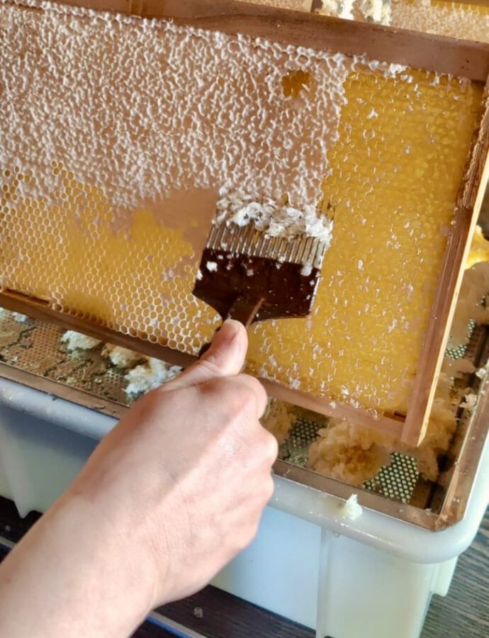 Erste Honigernte – Zwischen Frühnebel, Wachsduft und flüssigem Gold