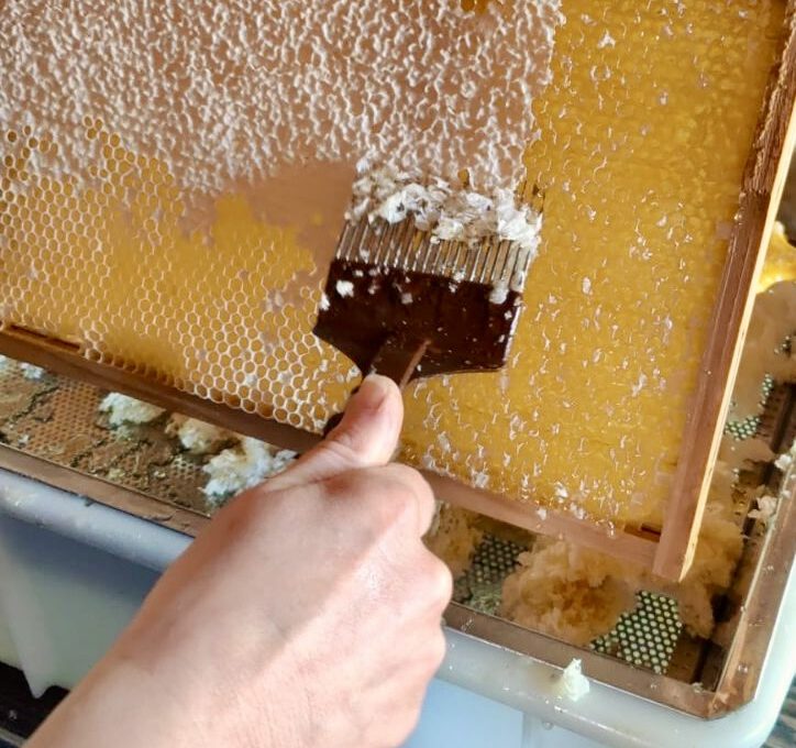 Erste Honigernte – Zwischen Frühnebel, Wachsduft und flüssigem Gold