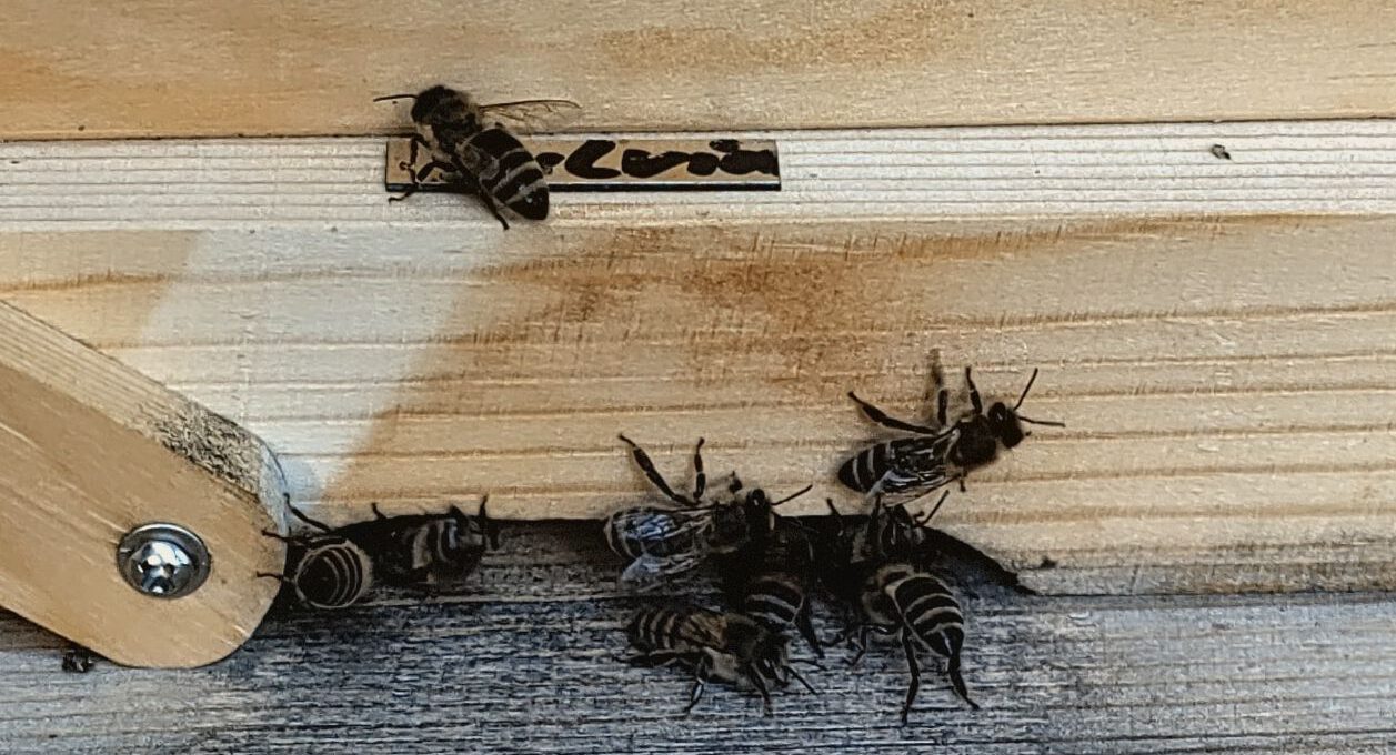 Die Barbees sind eingezogen