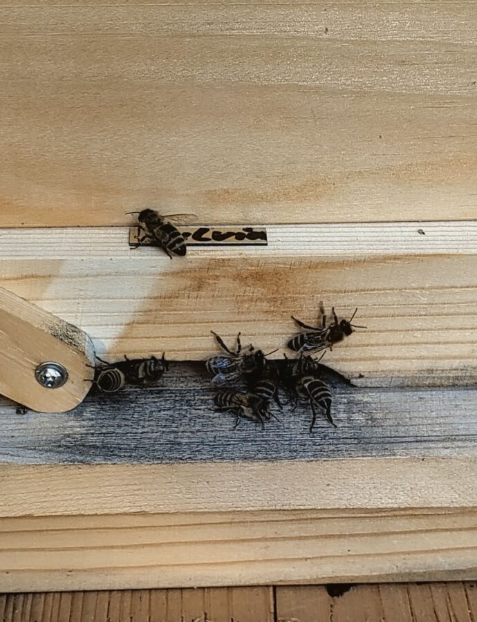 Die Barbees sind eingezogen